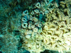 Palythoa