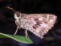 Virga clenchi