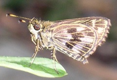 Virga clenchi