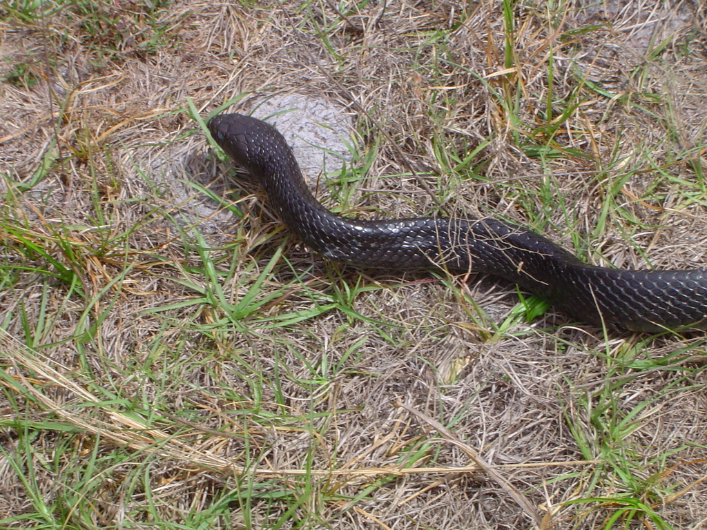 Eastern Indigo Snake in March 2005 by Moses Michelsohn · iNaturalist