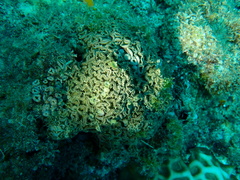 Palythoa