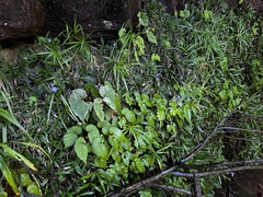Streptocarpus