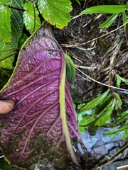 Streptocarpus