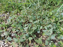 Atriplex muelleri