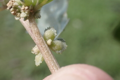 Atriplex muelleri