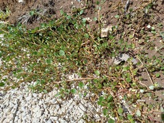 Trianthema portulacastrum