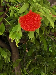 Brownea ariza