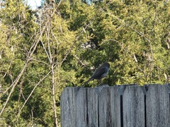 Junco hyemalis carolinensis