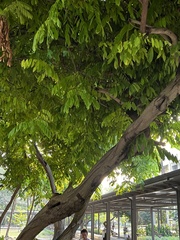 Brownea ariza