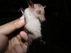 Macroglossus minimus