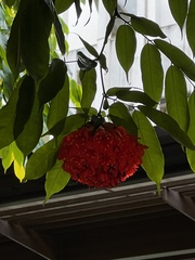 Brownea ariza