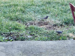 Junco hyemalis