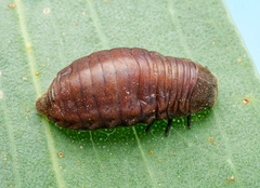 Trachymela papuligera