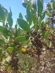 Myoporum acuminatum