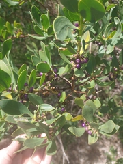 Myoporum acuminatum