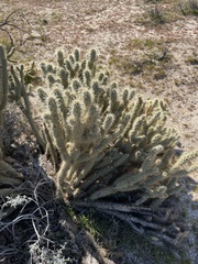 Cylindropuntia echinocarpa