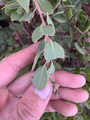 Arctostaphylos glandulosa