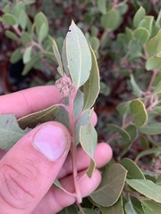 Arctostaphylos glandulosa