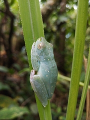 Boana rufitela