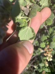 Ribes indecorum