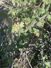 Ribes indecorum
