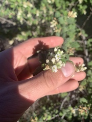 Ribes indecorum