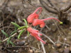 Grevillea muricata
