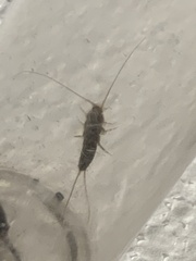 Lepismatidae