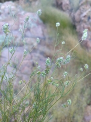 Dalea filiformis