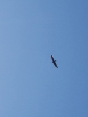 Falco novaeseelandiae