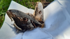Saturnia pyri