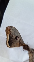 Saturnia pyri