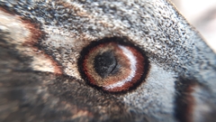 Saturnia pyri