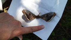 Saturnia pyri