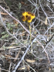 Chrysocephalum apiculatum