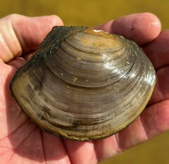 Utterbackiana suborbiculata