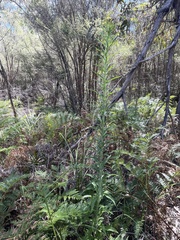 Erigeron bonariensis
