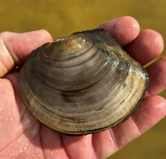 Utterbackiana suborbiculata