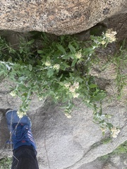 Pseudognaphalium biolettii