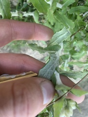 Pseudognaphalium biolettii