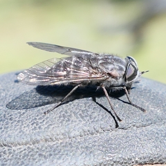 Tabanidae
