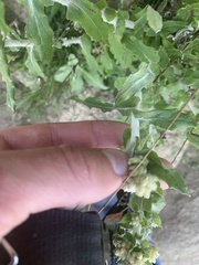 Pseudognaphalium biolettii