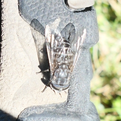 Tabanidae