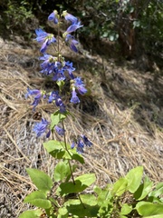 Penstemon wilcoxii