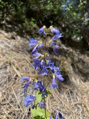 Penstemon wilcoxii