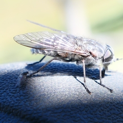 Tabanidae