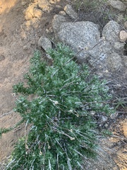 Eriophyllum confertiflorum
