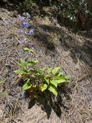 Penstemon wilcoxii