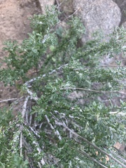 Eriophyllum confertiflorum