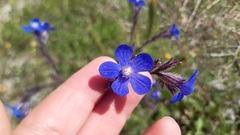 Anchusa